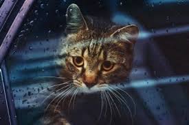 10 червня свято вознесіння господнього вітання до свята вознесіння господснього. 7zjh0wpj7oiaym