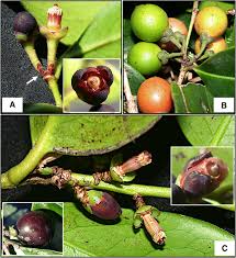 Image result for Canellaceae