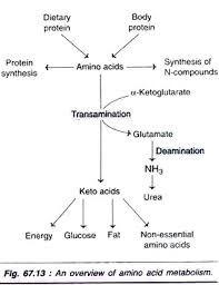 metabolism of amino acids a close look with diagram