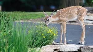 By feeding on young trees, deer can prevent the natural growth of new woodland (a. Gardening How To Make Your Own Deer Repellent For The Garden The Morning Call