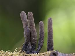 Image result for Xylaria polymorpha