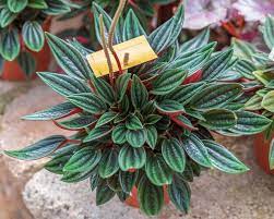 Peperomia Radiator Plants How To Grow And Care Guide Peperomia Plant Plants House Plants