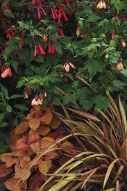 Planting flowers peach flowers flowers backyard flowers love flowers shade plants flower seeds plants flower garden. Peach Goes With Everything Finegardening