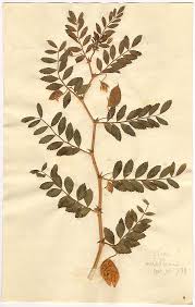 Image result for Cicer arietinum