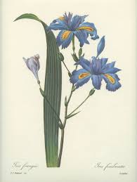 Redoute Blue Fringed Iris Botanical Print From 1986 Iris Etsy In 2020 Flower Prints Art Vintage Botanical Prints Botanical Flowers Print