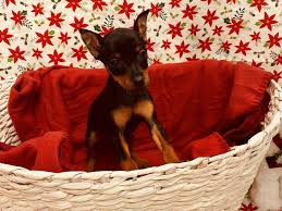 Our dobermans have found their forever homes. Miniature Pinscher Puppies Petland Jacksonville Florida