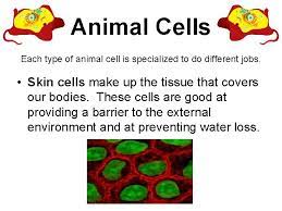 Maybe you would like to learn more about one of these? Plant And Animal Cells Grade 4 Unit 3