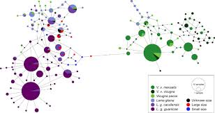 Then for what do i fight!? Ancient Dna Reveals The Lost Domestication History Of South American Camelids In Northern Chile And Across The Andes Elife