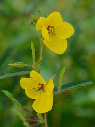 Image result for Chamaecrista