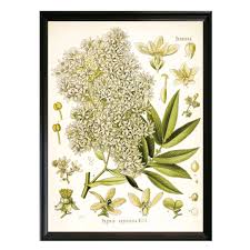 Image result for Hagenia