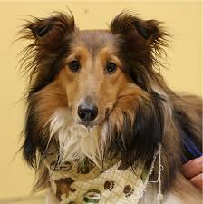 All pets veterinary clinic emphasizes preventative care to keep your pets healthy. Veterinarian In Tranquility Nj Tranquility Veterinary Clinic