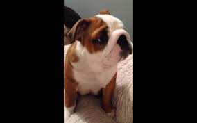Puppies grow like children and go through some fun and comical stages, we like to capture those moments of our english bulldog puppies for sale in videos. Bulldog Puppy Loves His New Bed More Than You Have Loved Anything Video One Green Planet