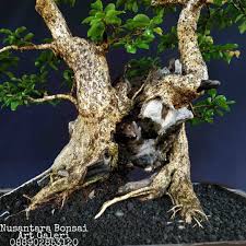 Buahnya dapat dimakan segar atau diolah menjadi selai. Bonsai Pohon Tanaman Rukem Rukam Istana Bonsai Universal Facebook