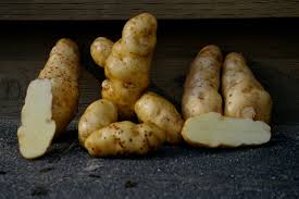Selected varieties some of the best fingerling potato varieties include rose finn with rosy colored skin and deep yellow flesh; Ozette Potato Howling Duck Ranch