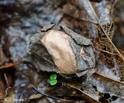 I won a luna moth cocoon! Be On The Lookout For Lunas Luna Moths Actias Luna Bug Of The Week