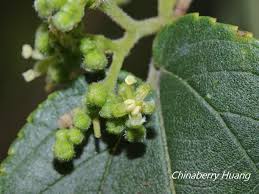 Image result for Trema orientale