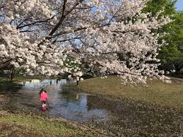 北多摩エリア／小平市／たけのこ公園／花見／桜／BBQ／配達／バーベキューレンタル／東京／