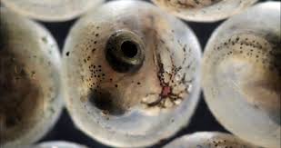 Fish Eggs Under A Microscope Things Under A Microscope Weird Sea Creatures Microscopic