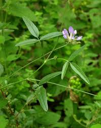 Image result for Psoralea arborea
