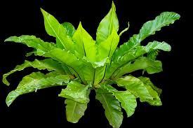 Birds Nest Fern Cats Aslenium Nidus Which Often Goes By The Name Bird S Nest Fern Is A Broad Leaved Fern That Requires A Little More L Plants Hanging Plants Indoor Bird Nest Fern