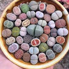 Check spelling or type a new query. Lithops Care Guide Everything You Need To Know Sublime Succulents