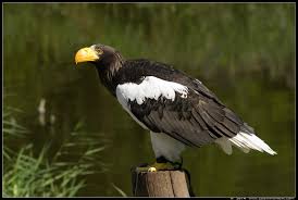 Jaarlijks worden er 4.500 nieuwe aangevraagd, omdat er een pasje. Vogelpark Avifauna Nl Stellers Zeearend Haliaeetus Pelagicus Pelagicus Steller S Sea Eagle Zoommoment Com Gallery