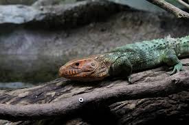 Essay On Biodiversity For Students And Children 500 Words Essay
