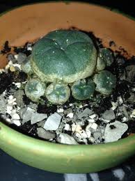 There is evidence that many of these tribes, particularly the mescalero, have known peyote for decades. Lophophora Cactus Sick Faq All Your Basic Questions And Answers Welcome To The Dmt Nexus