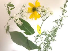 From classic paintings to modern art, lotus flowers are often. 2 Nature Inspired Art Activities For Kids Flower Drawing Clay Leaves