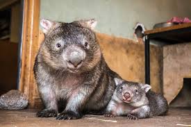 「Wombats」的圖片搜尋結果