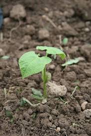 Semer Des Haricots Verts Quand Comment Faire Ses Semis De Haricot Semer Haricots Verts Jardins Et Jardinage Potager