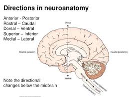 Rostral Ventral Dorsal Brainstem Google Search Lecture Biology Grad School