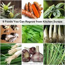 How to grow asparagus from crowns and how long it takes to have your first harvest. 9 Foods You Can Regrow From Kitchen Scraps The Micro Gardener
