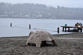 Maybe you would like to learn more about one of these? Tommy The Turtle Returns Renton Reporter