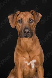 Schwarz (b) ist also dominant gegenüber braun. Portrat Eines Rhodesian Ridgeback Hundes Der In Die Kamera Foto Vorratig Crushpixel