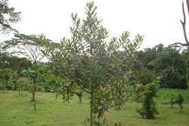 Image result for Rapanea