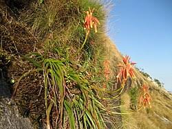 Image result for Aloe arborescens × inyangensis