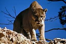 Cougars (mountain lions) in central indiana! Cougar Wikipedia