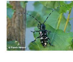 Glabripennis in asia and north america together with recent european interceptions. Eradication Programme Of Anoplophora Glabripennis In Italy