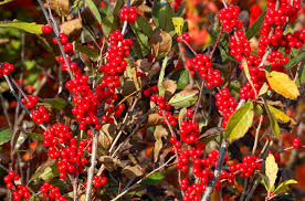 How To Grow Winterberry Holly Ilex Verticillata