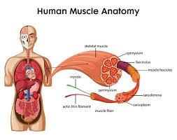Add the pelvic bone next, simplified as a flattened circle between marks 3 and 4, with the hip joints this completes the basic, undifferentiated human proportions, and here's a diagram to sum up all of the following are a few useful visual reminders that are based in the body. Free Vector Girl Body Anatomy Cartoon Medical Female Human Body Structure Of Muscular