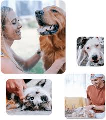 You may find helpful one of our other best pet insurance reviews which include over 35 top insurers compared with cheap and affordable pet insurance and discounted mixed breed pet insurance. Pet Insurance By Odie Affordable Pet Insurance