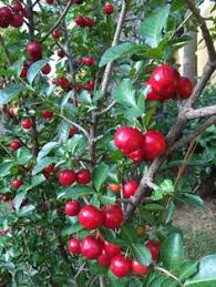 We did not find results for: 13 Best Acerola Cherry Ideas In 2021 Acerola Cherry Acerola Fruit Trees