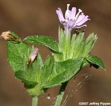 Image result for Elephantopus