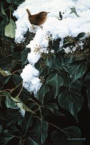 Using watercolors, a medium with which. Winter Wren On Ivy Painting By Ron Parker