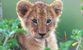 Pin On Lions