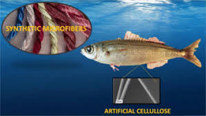 Image result for Boops boops