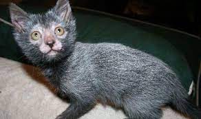 lykoi cats that are bred to look like werewolves are the latest kitten craze lykoi cat kitten breeds werewolf cat