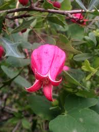 More hybrid cultivars are being produced constantly. Clematis Texensis Wikipedia