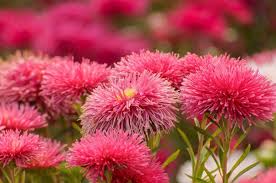 Fiori Rossi Significato E Le 20 Varieta Piu Belle Greenme Fiori Fiori Rossi Fiori Tropicali